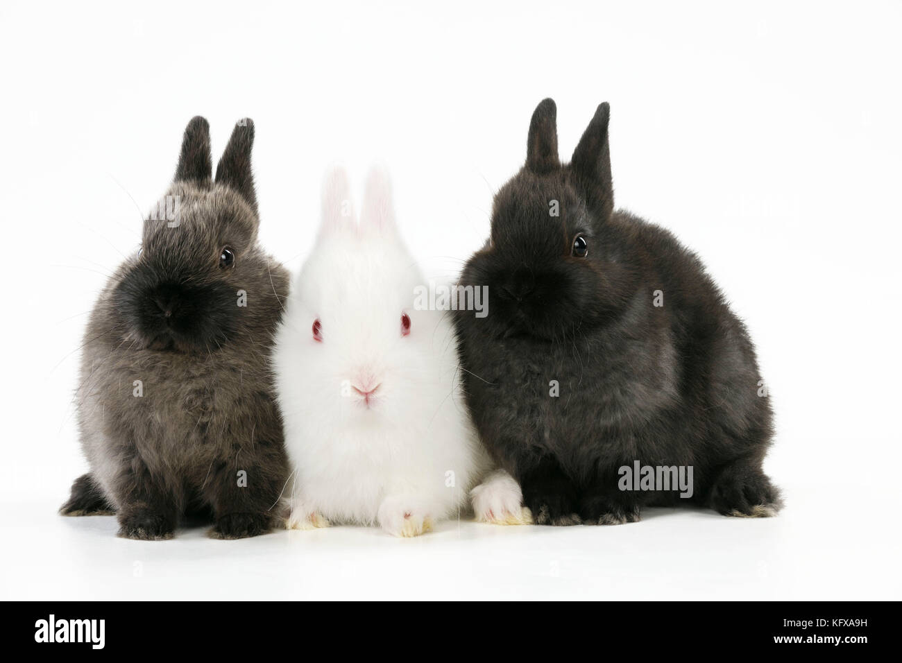 KANINCHEN. Ein Albino-Kaninchen, das zwischen zwei Kaninchen sitzt Stockfoto