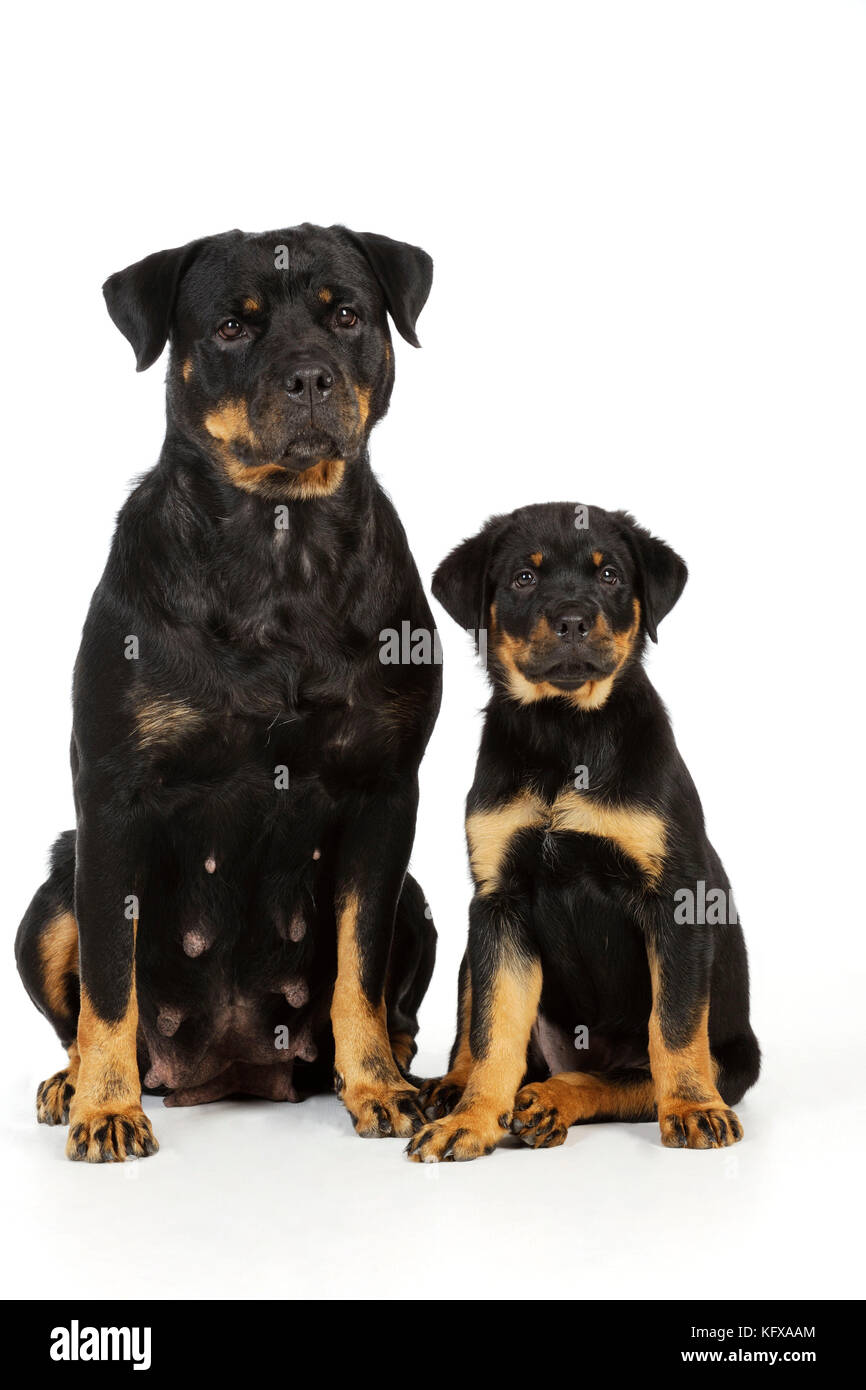 Hund. Rottweiler Welpen Rottweiler saß Stockfoto