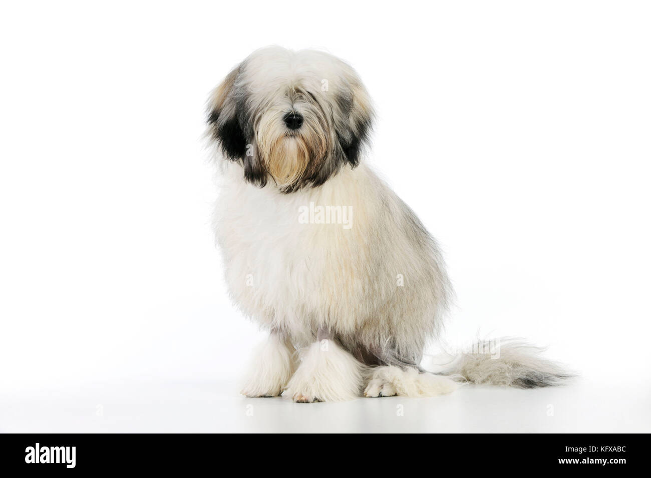 Löwchen Hund Stockfotos und -bilder Kaufen - Alamy