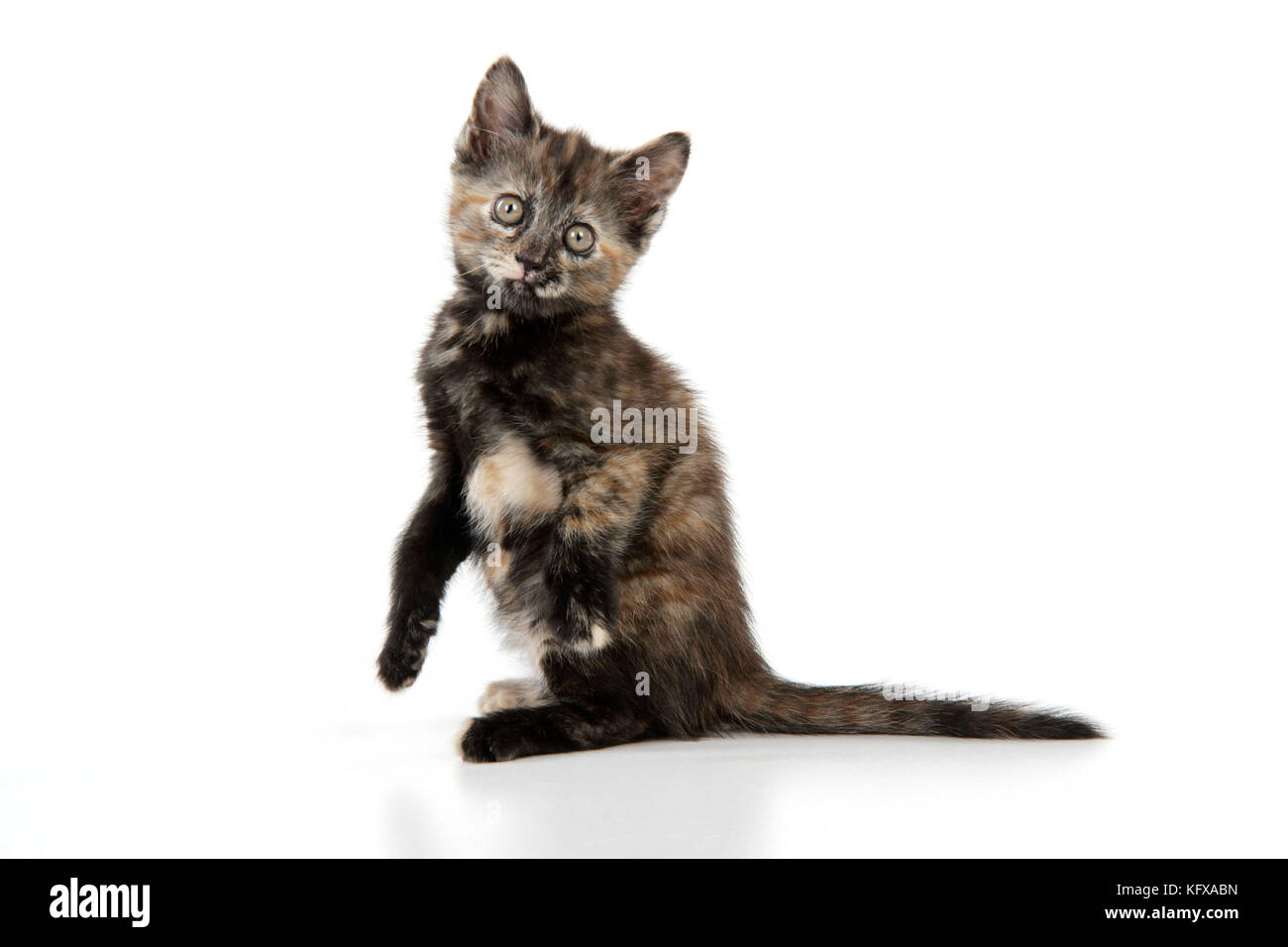 KÄTZCHEN. Aufsitzen Stockfoto