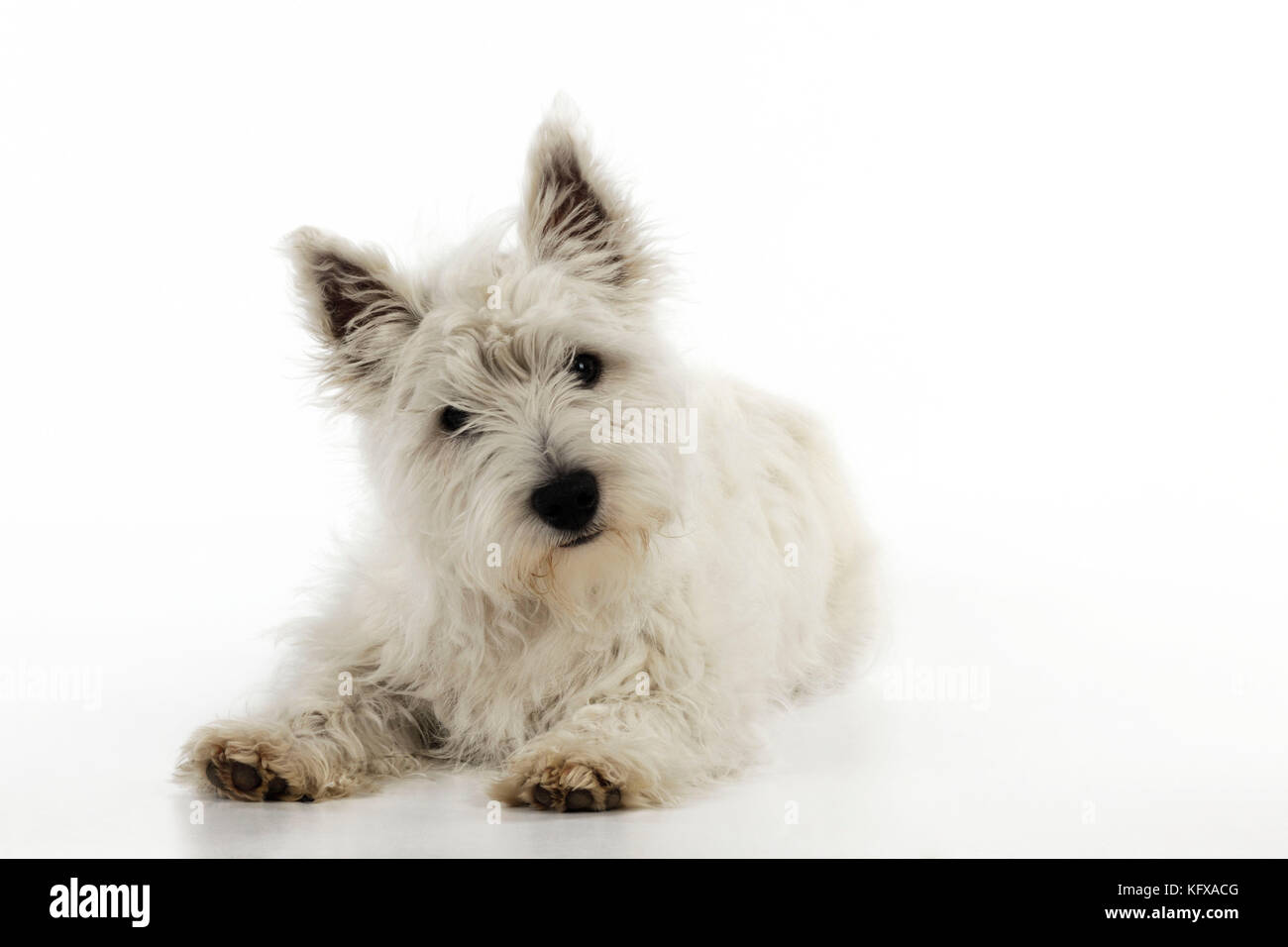HUND. Ein weißer Terrier-Welpe aus dem West Highland Stockfoto
