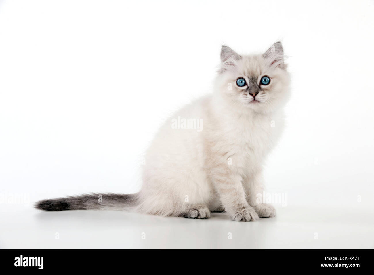 KATZE - 10 Wochen altes Ragdoll Kätzchen Stockfoto