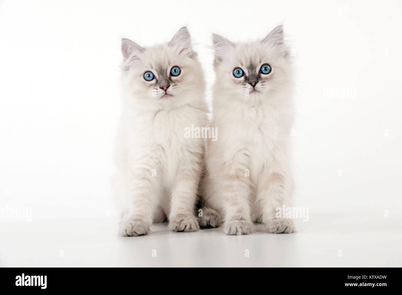 10 Wochen Alte Katze Größe Ragdoll katzen -Fotos und -Bildmaterial in hoher Auflösung – Alamy