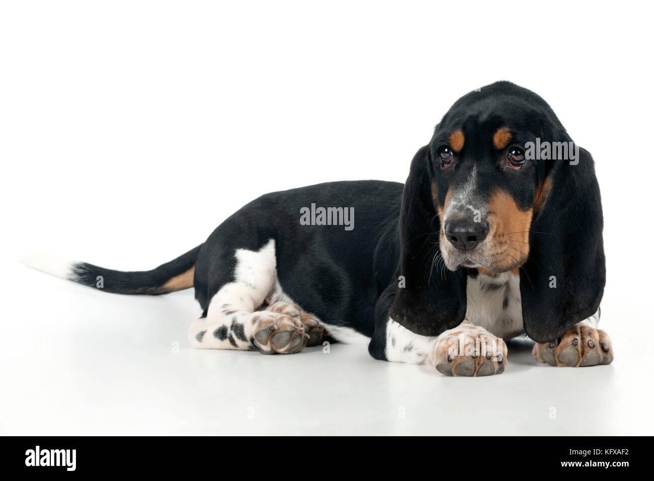 HUND - Basset-Hund-Hundewelpen-Sitzen Stockfoto