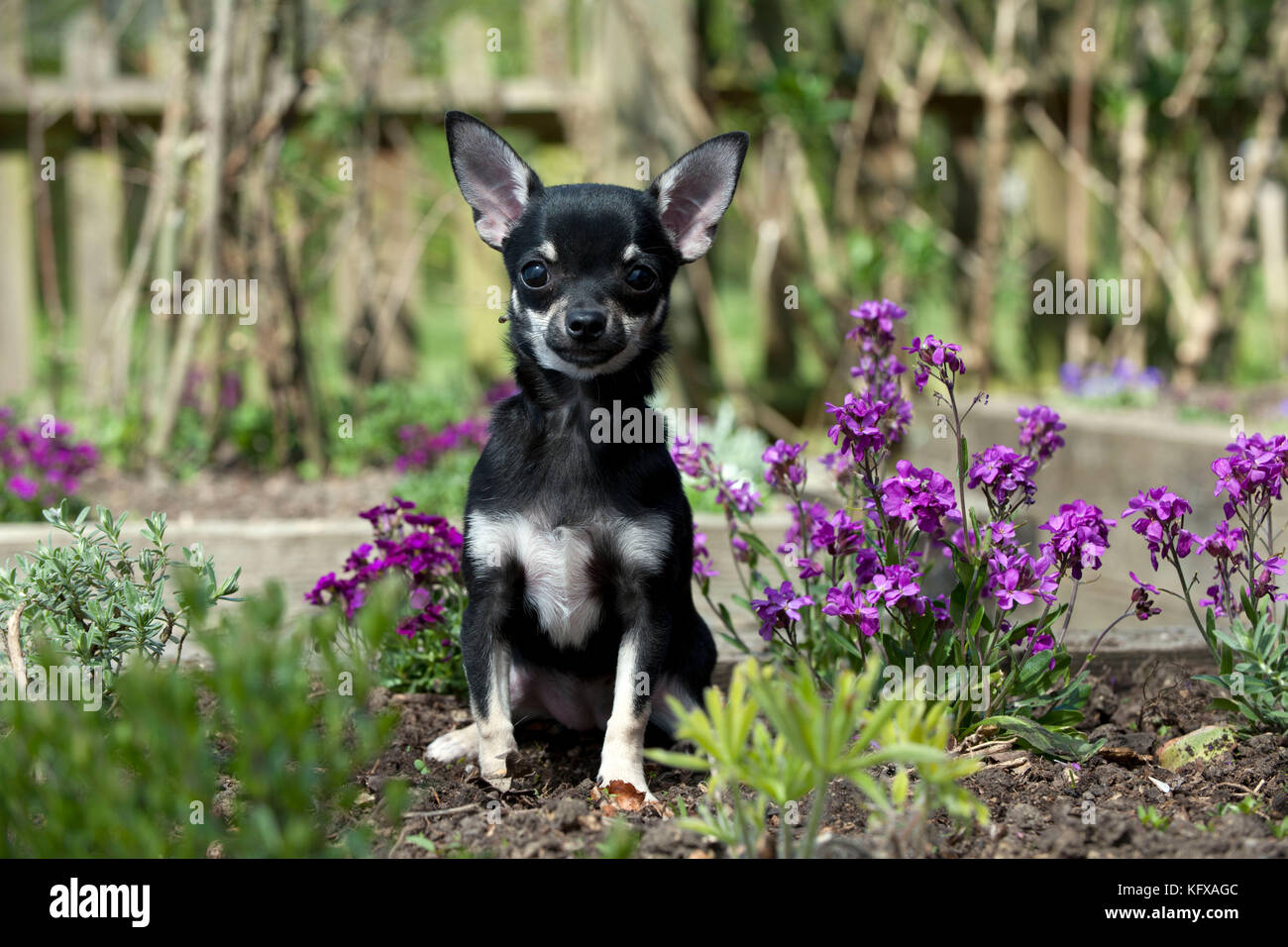 HUND - Chihuahua . Ich sitze im Blumenbeet. Stockfoto