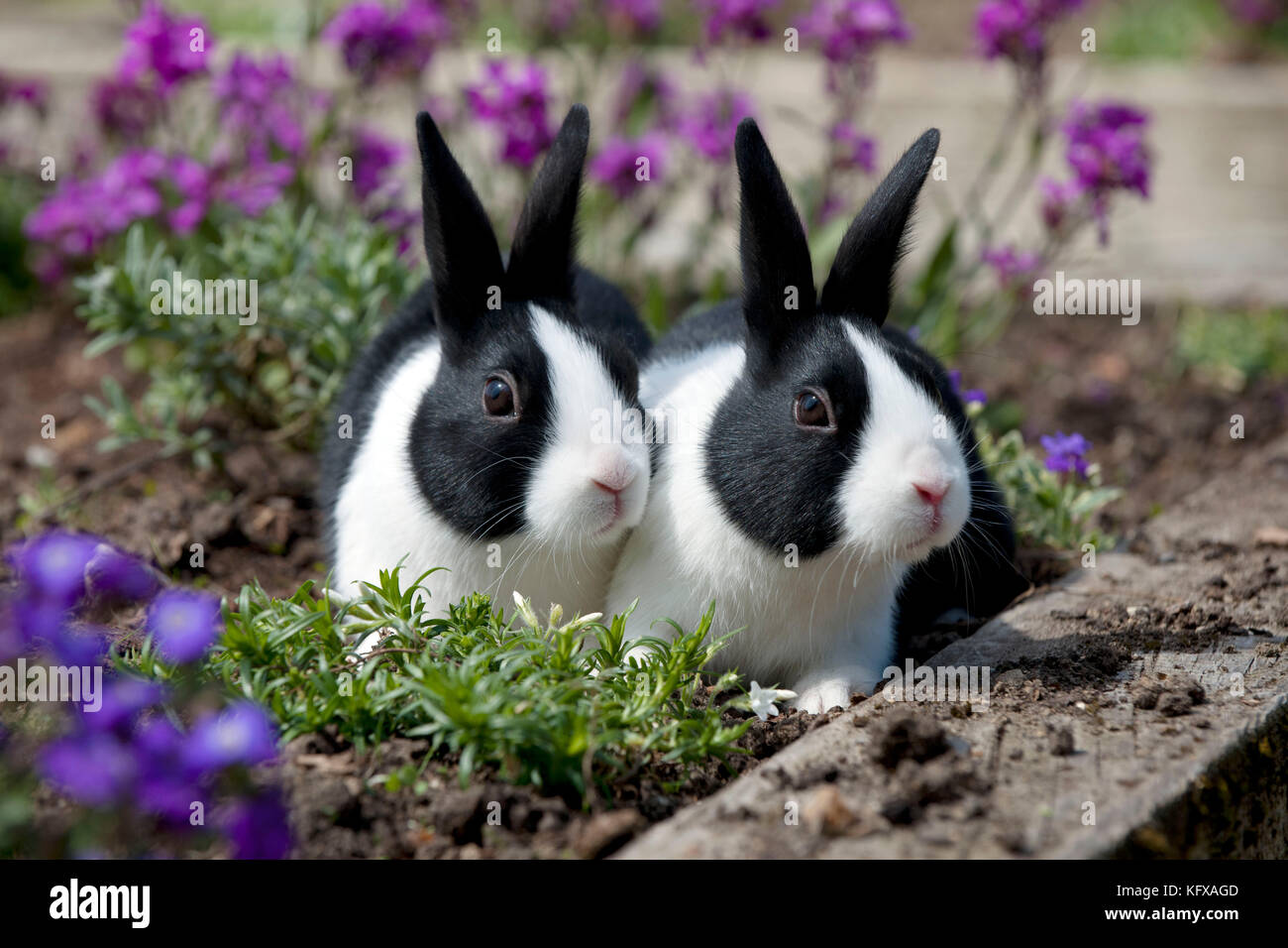 Kaninchen - Niederländische Kaninchen. sitzt im Blumenbeet. Stockfoto