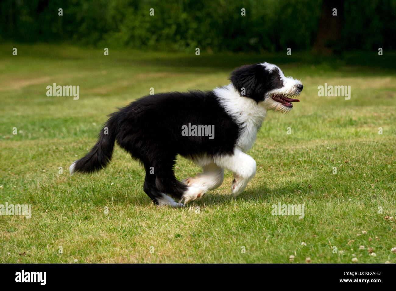 HUND - bärtiger Collie Hündchen, der durch den Garten läuft (15 Wochen  Stockfotografie - Alamy