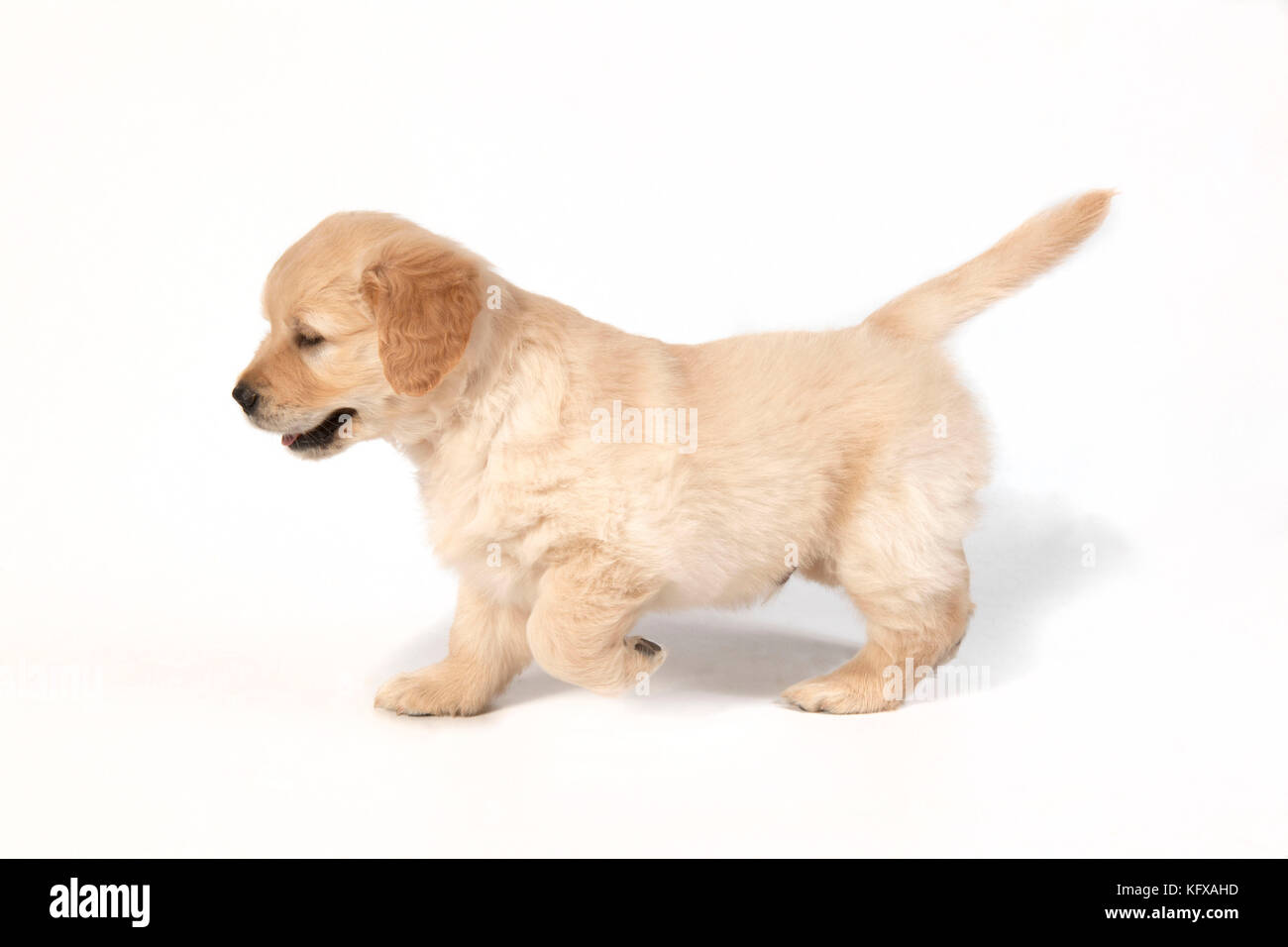 HUND - Golden Retriever 7 Wochen alt - stehend; eine vordere Pfote angehoben. Stockfoto