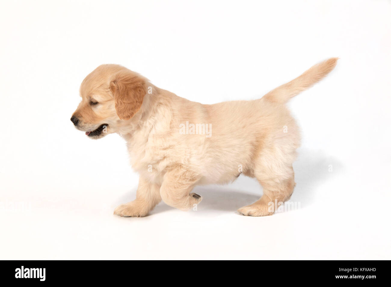 Hund - Golden Retriever 7 Wochen alt - stehend; eine Vorderpfote angehoben. Stockfoto
