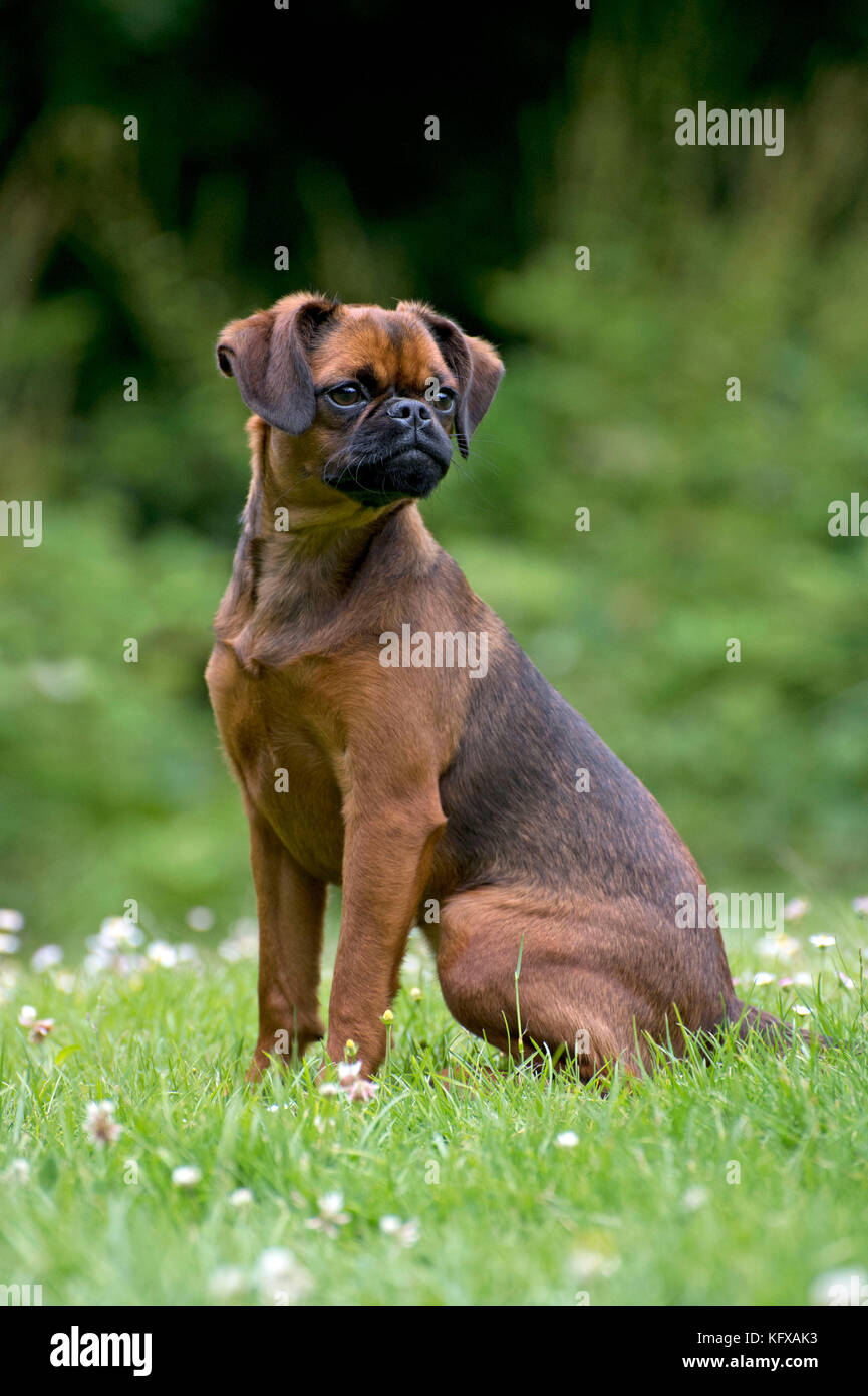 Hund - Petit Brabancon ( Griffon Bruxellois ) Stockfoto