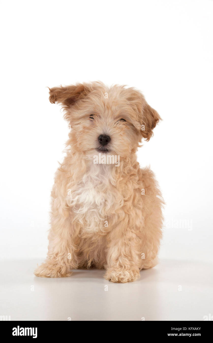 Hund Cockapoo (7 Wochen alt) Datum: Stockfoto