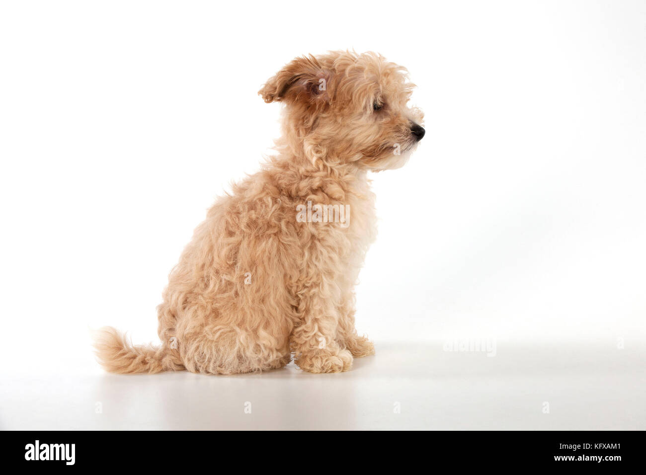 Hund Cockapoo (7 Wochen alt) Datum: Stockfoto
