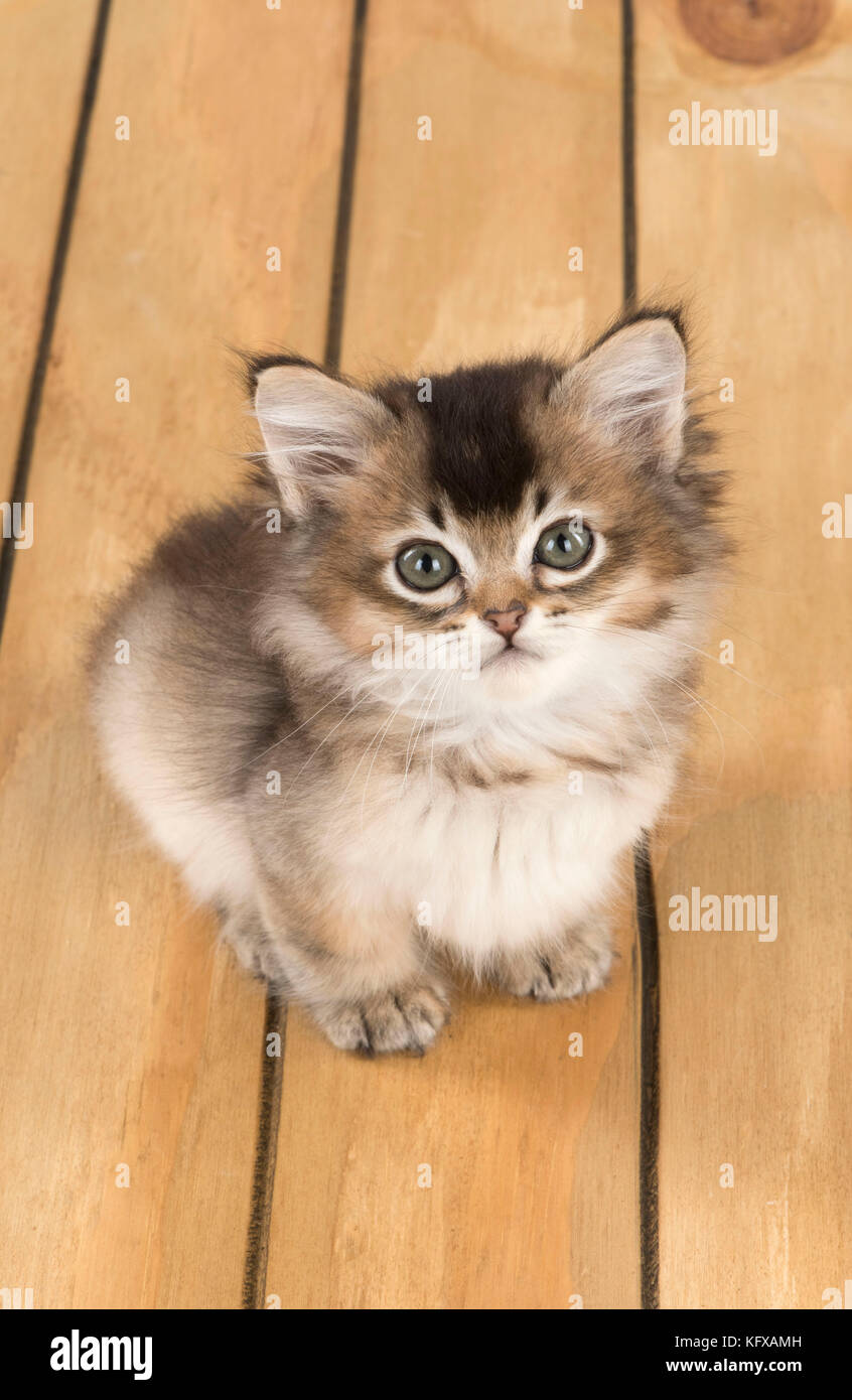 Katze Tiffanie 7 Wochen altes Kätzchen auf Holzboden Datum: Stockfoto