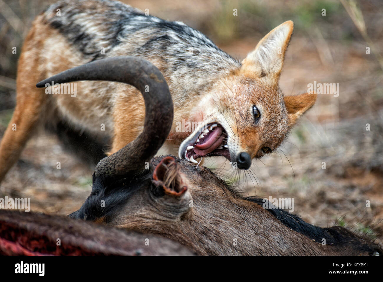 Eine schwarze gesichert Schakal, der sich auf seine Beute, Madikwe Game Reserve Stockfoto