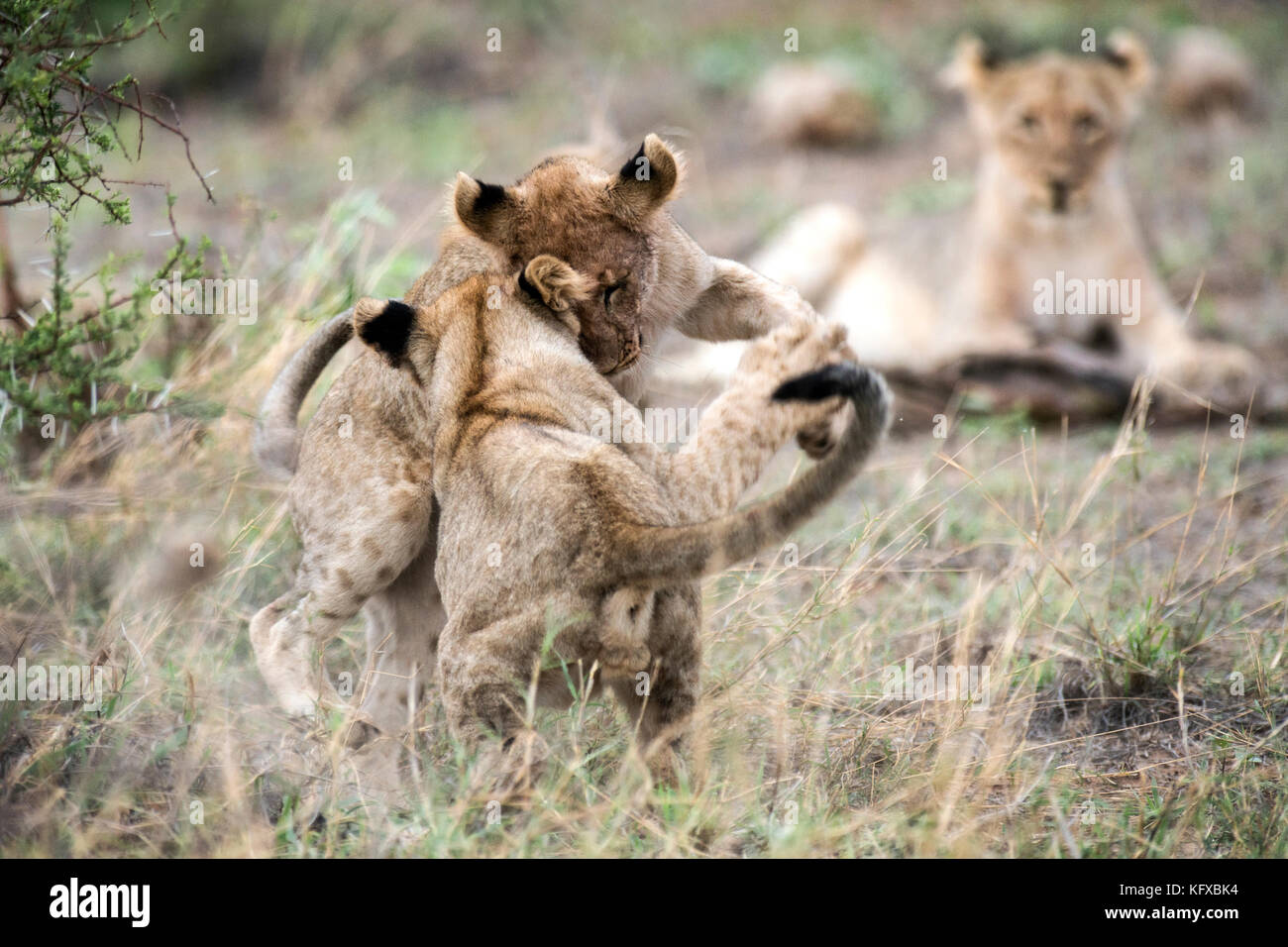 Lion Cubs spielen, Madikwe Game Reserve Stockfoto