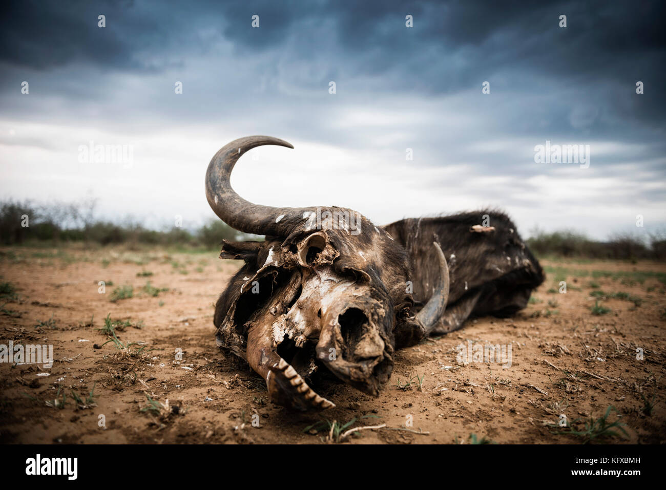 Skelettreste eines Gnus, Madikwe Game Reserve Stockfoto