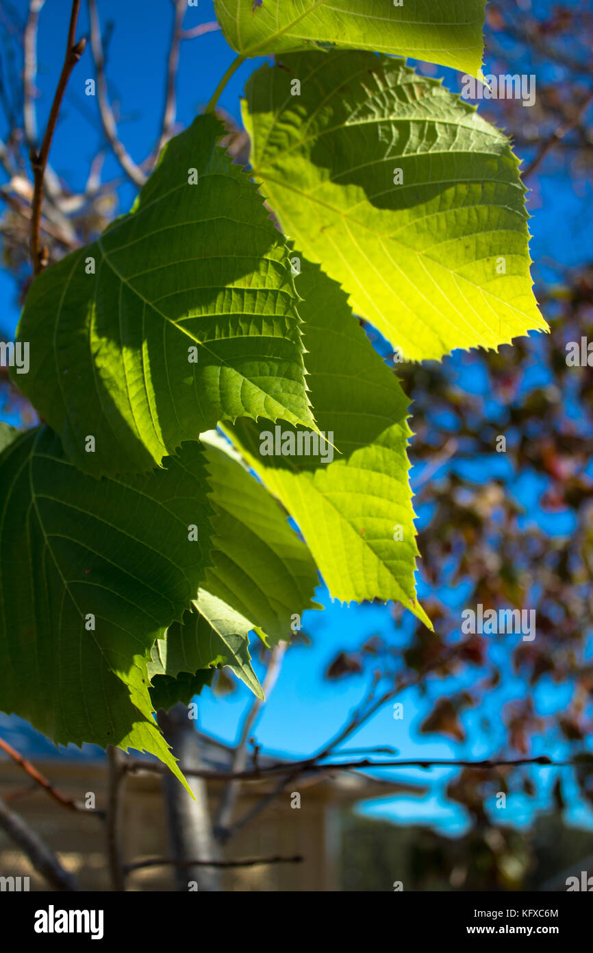 Tiefe Schatten auf den Blättern Stockfoto