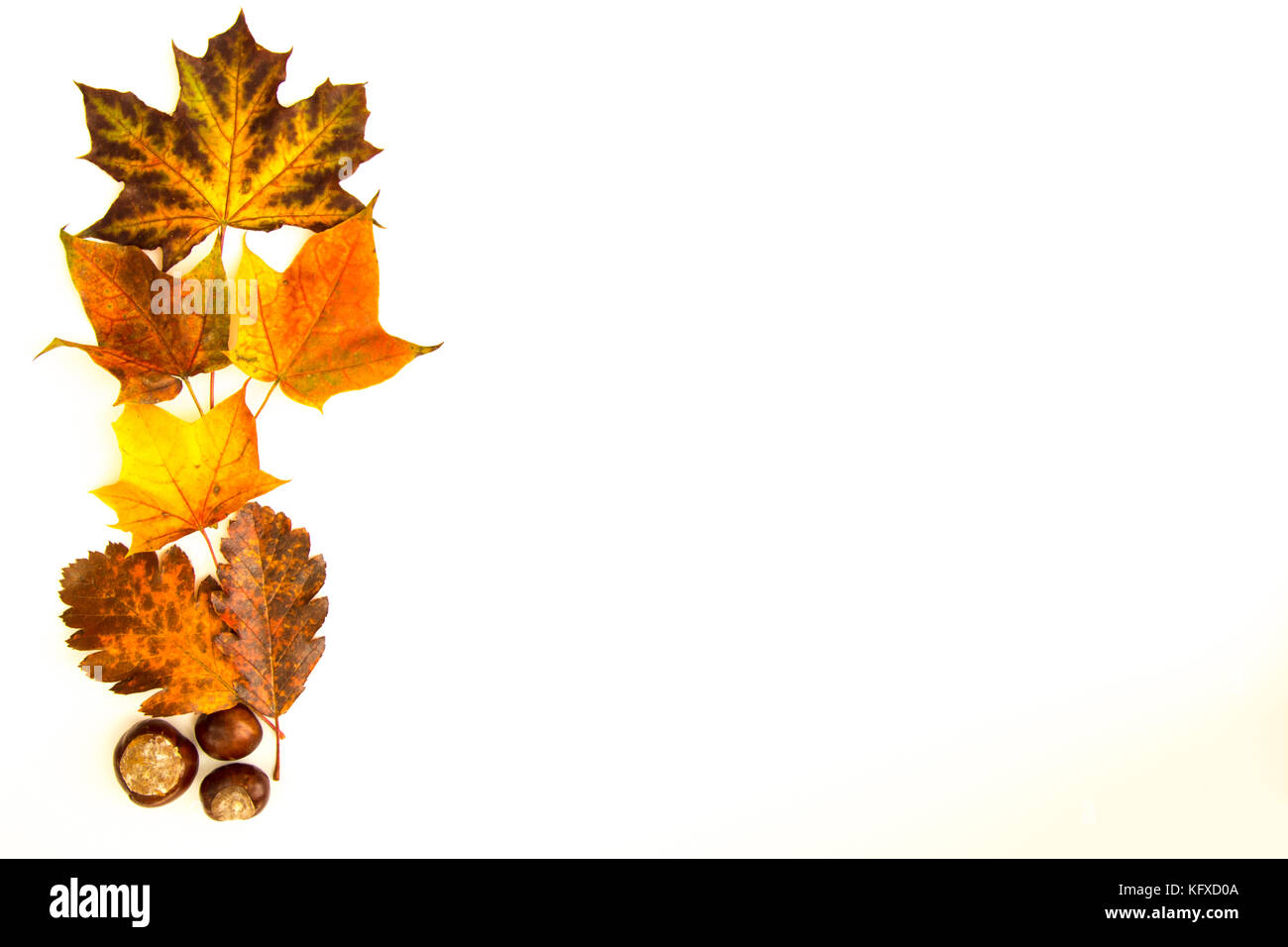 Bunte Blätter und Kastanien auf der einen Seite der weißen Hintergrund - Platz für Text Stockfoto