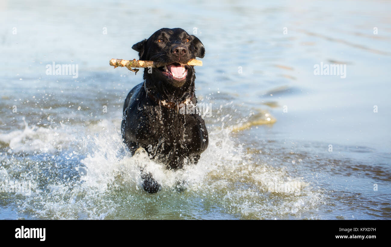 Schwarzer hundestielsee Fotos und Bildmaterial in hoher Auflösung Alamy
