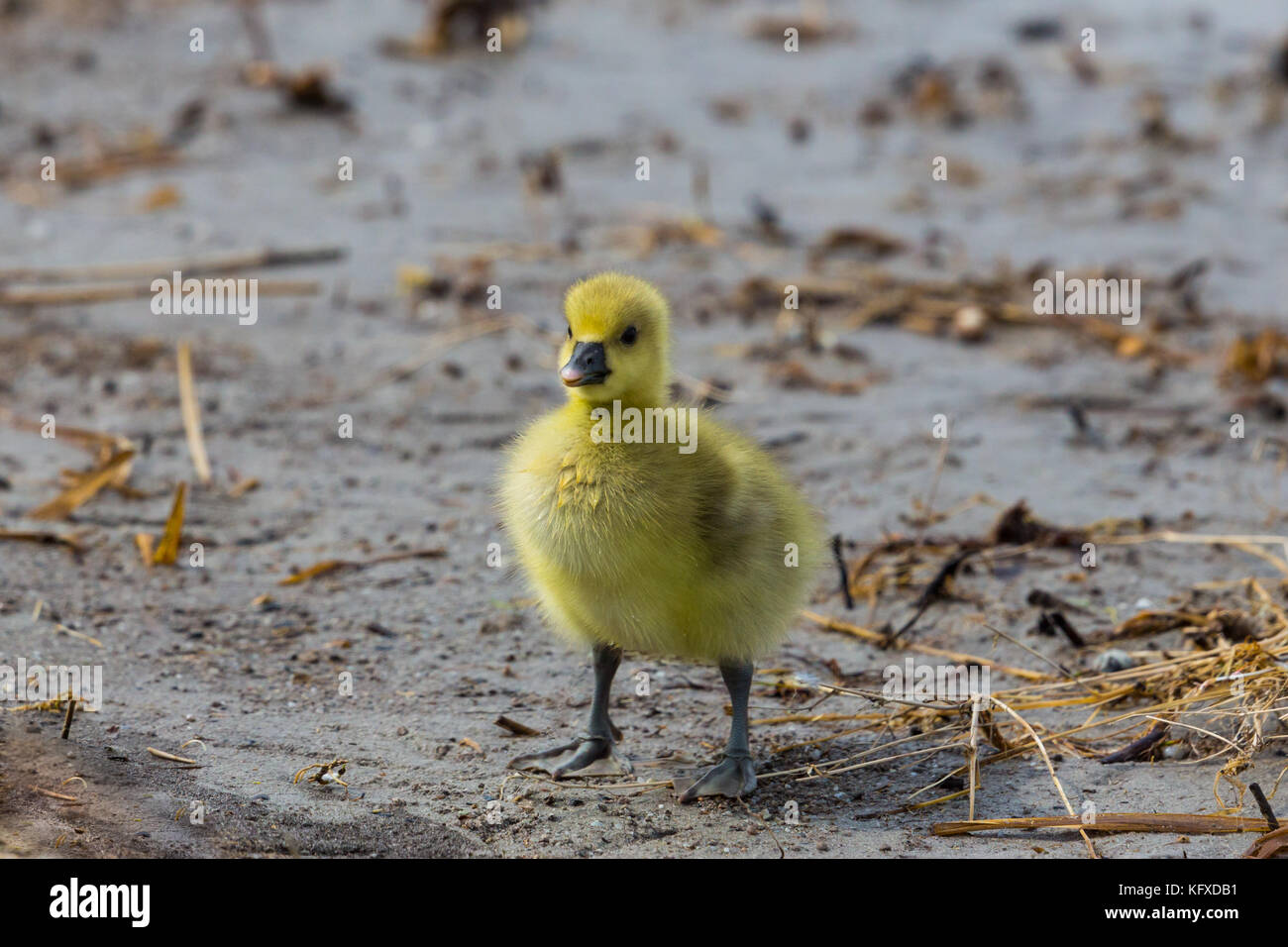 Natürliche gelbe baby Graugans (Anser anser) stehen im Schlamm Stockfoto