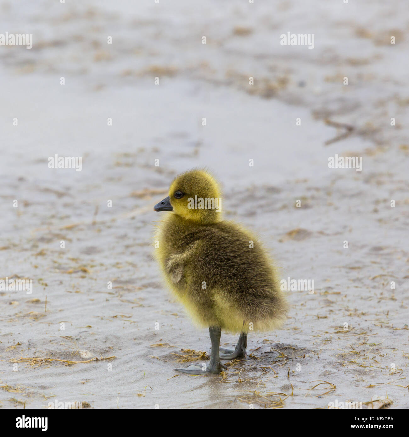 Natürliche gelbe Baby chick Graugans (Anser anser) stehen im Schlamm Stockfoto