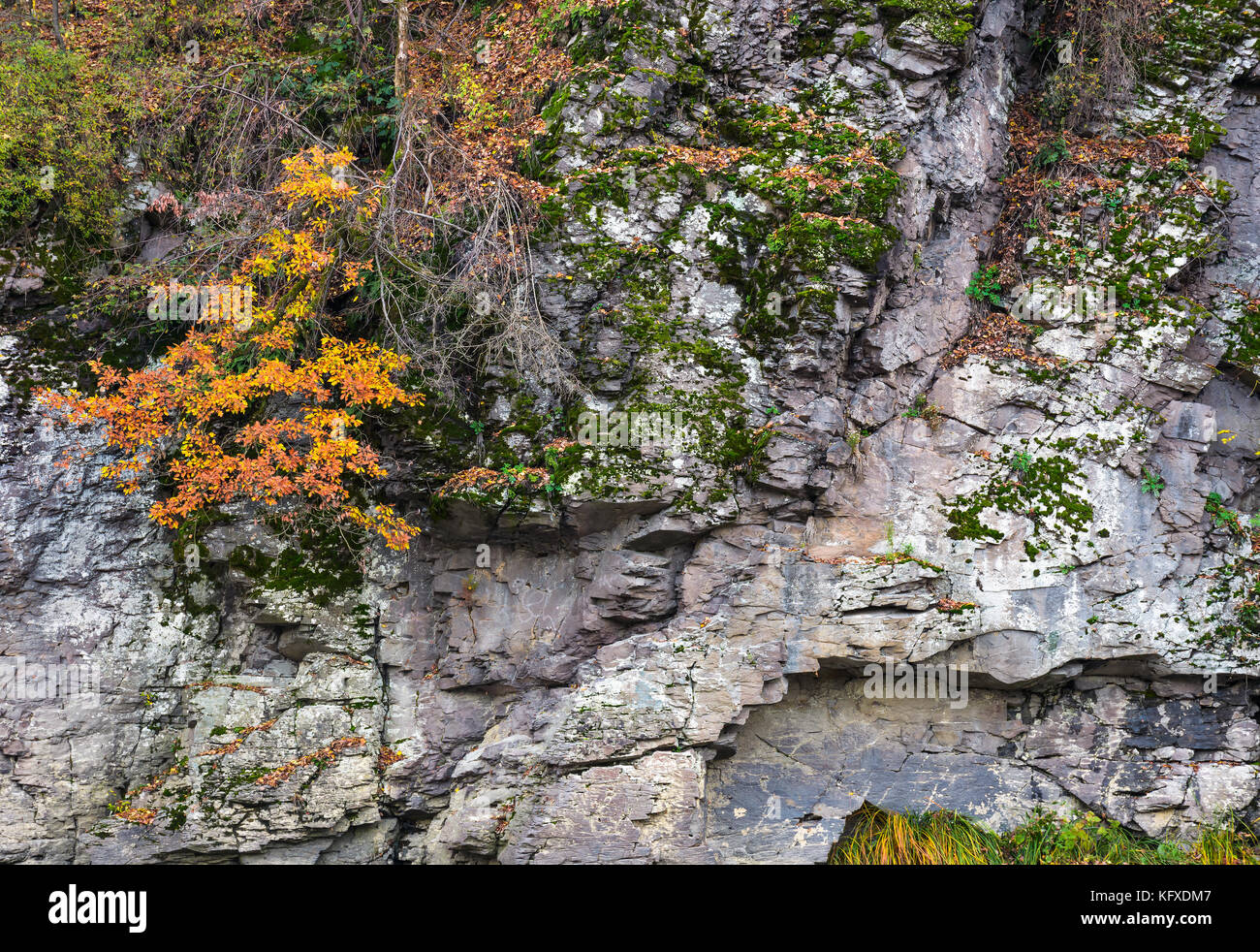 Felsige Klippe mit Pflanzen im Herbst. schönen Hintergrund mit vielen Texturen Stockfoto