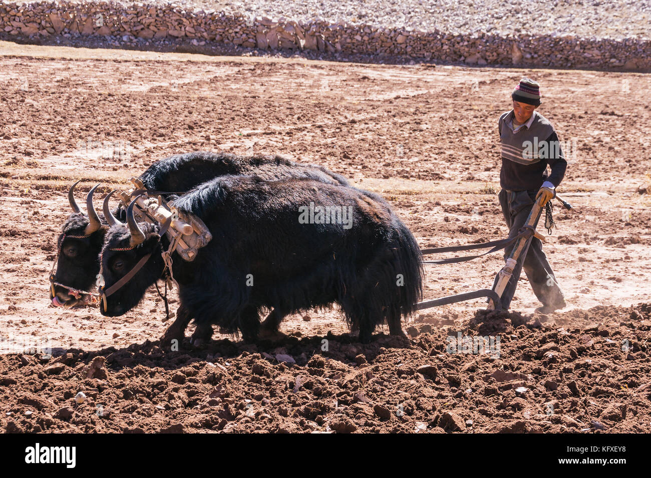 Bauern pflügen landwirtschaftliche Grundstücke mit yaks - Tibet Stockfoto