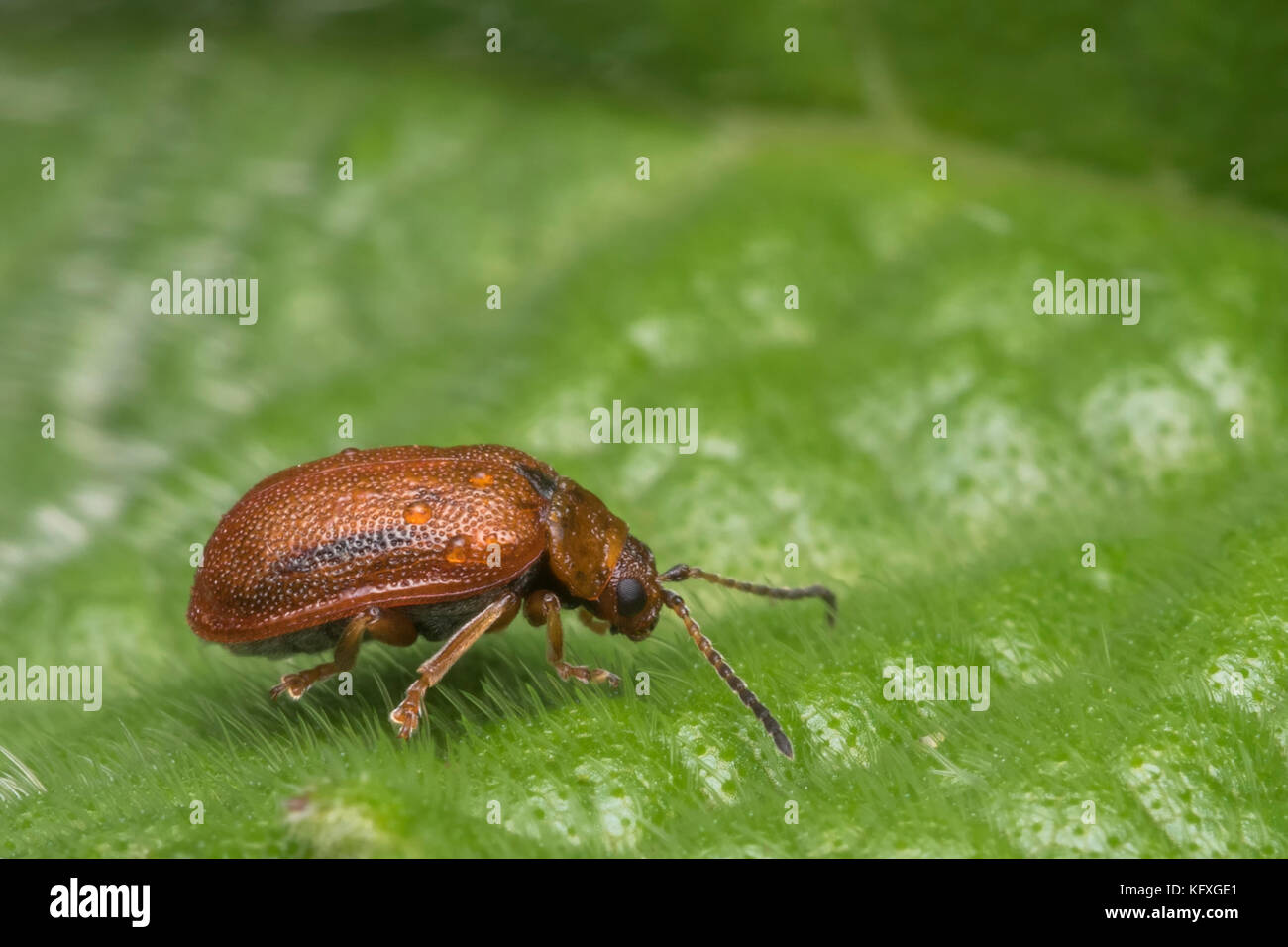 Weißdorn Blatt Käfer (Lochmaea crataegi) auf Blatt. New Inn, Tipperary, Irland. Stockfoto