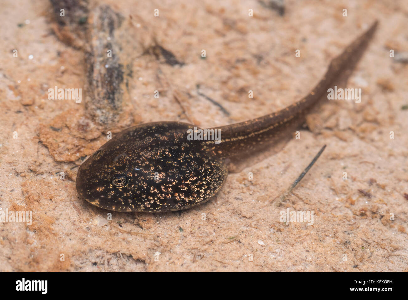 Kaulquappe Grasfrosch (Rana temporaria) in Wäldern Pool. Tipperary, Irland Stockfoto