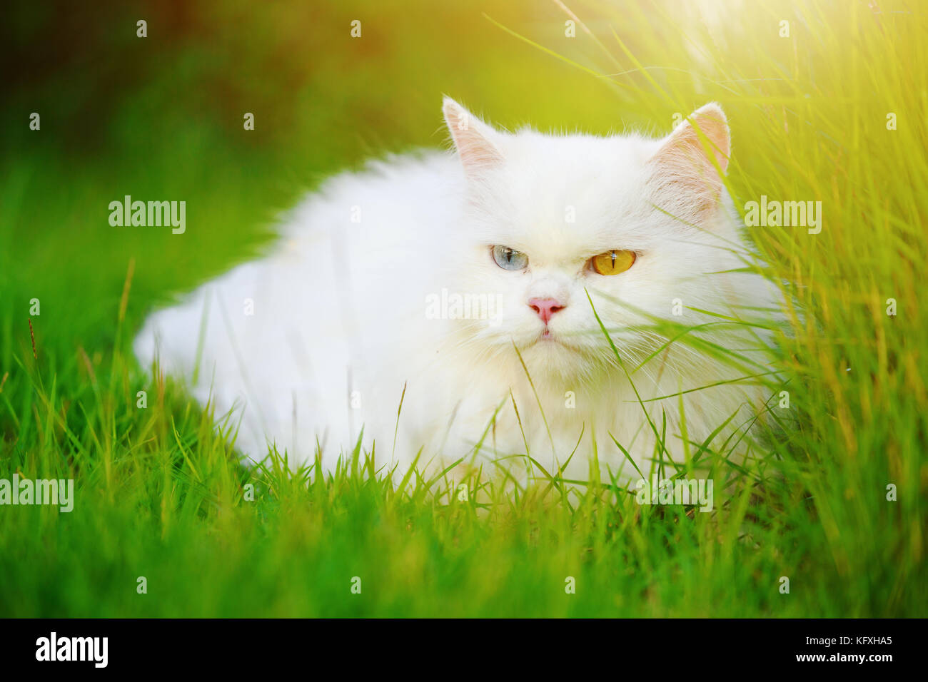 Weißer Perser Katze mit 2 unterschiedlich farbige Augen (heterocromatic Augen) auf der Wiese Stockfoto