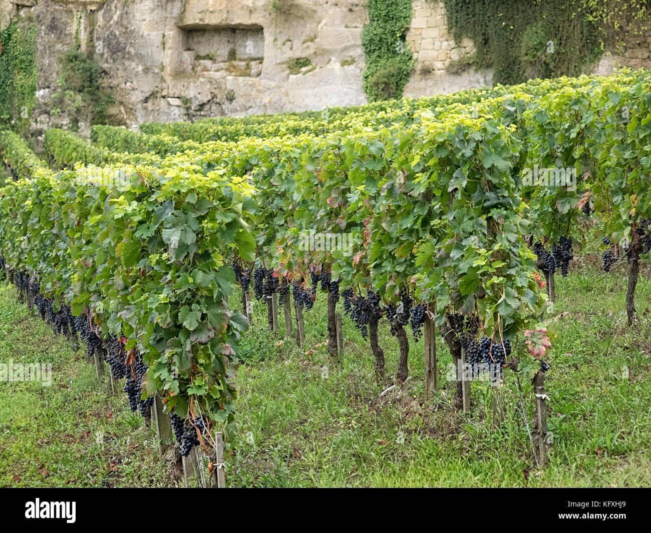 SAINT-EMILION, FRANKREICH - 07. SEPTEMBER 2017: Reife Weintrauben auf Reben in der Stadt Stockfoto