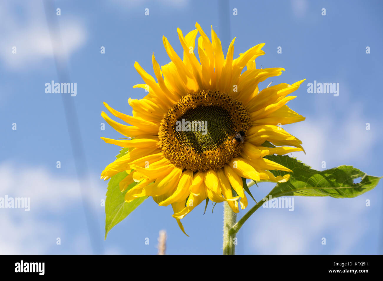 Sonnenblumen im Sommer Stockfoto