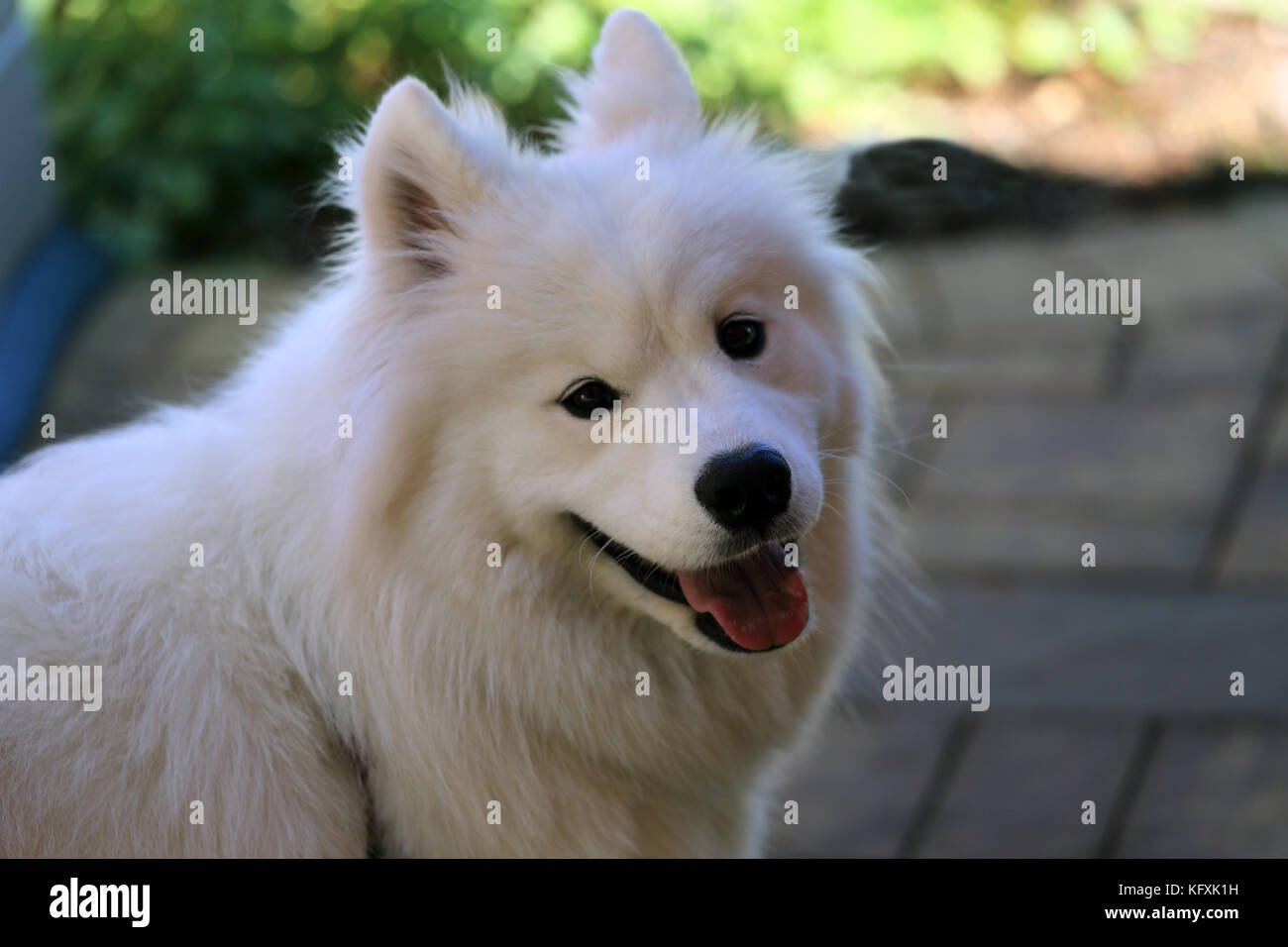 Samoyed hund Long Island New York Stockfoto