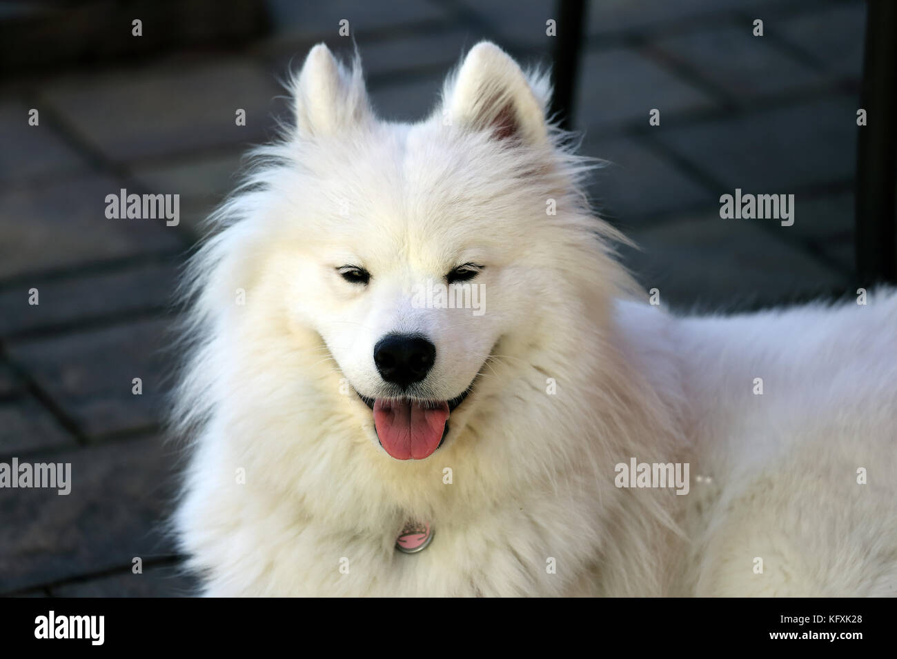 Samoyed Hund von Hinterhof pool Long Island New York Stockfoto