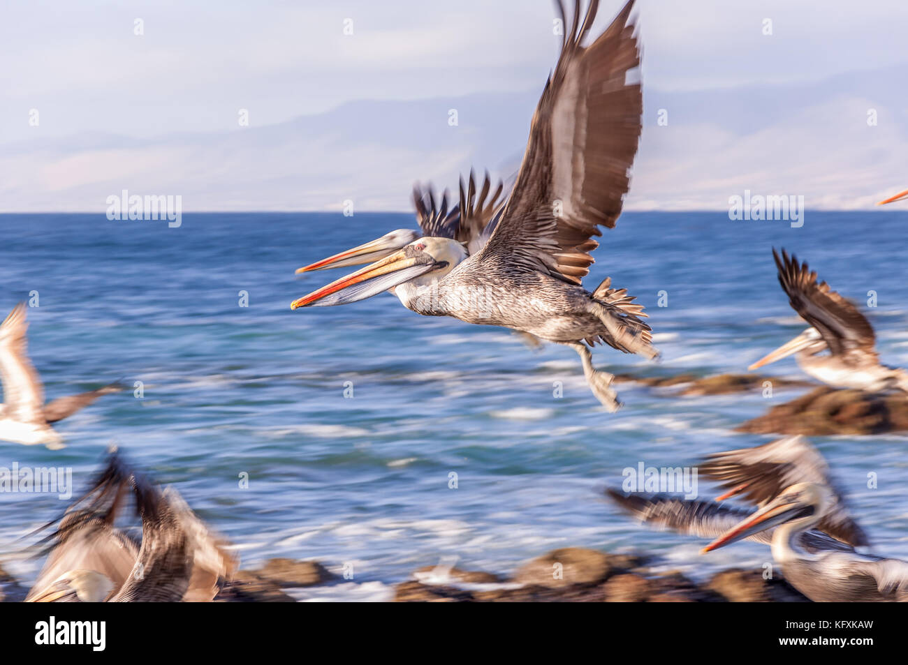 Herde von fliegende Pelikane in Chile Stockfoto