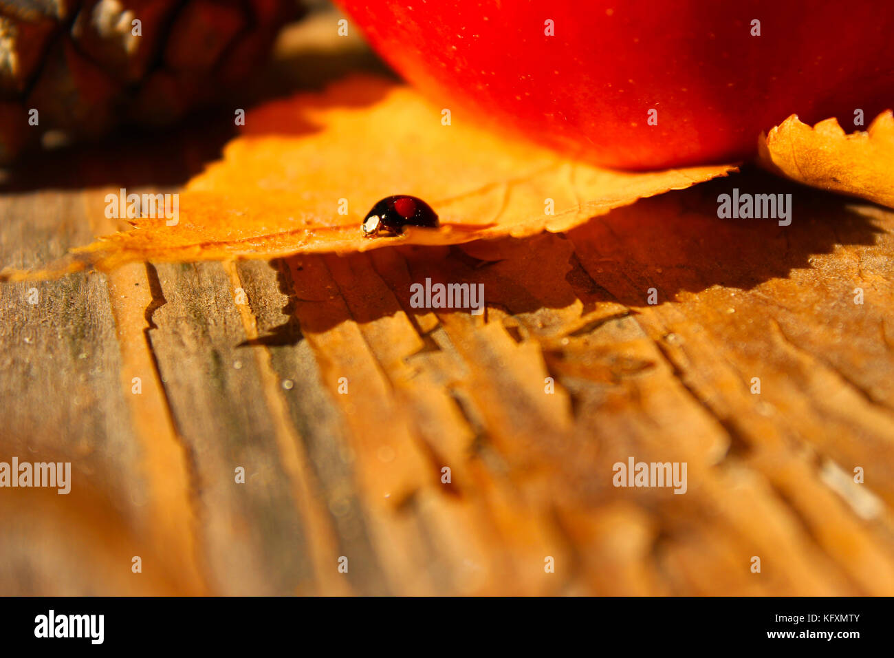 Herbst Konzept. Schönes helles Stillleben mit Apfel, Marienkäfer, Kegel und Blätter Stockfoto