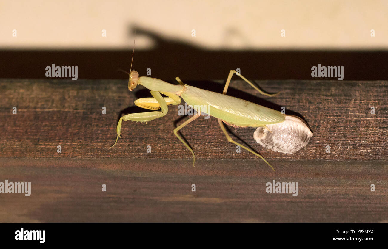 Mantis eier legen Fotos und Bildmaterial in hoher Auflösung Alamy