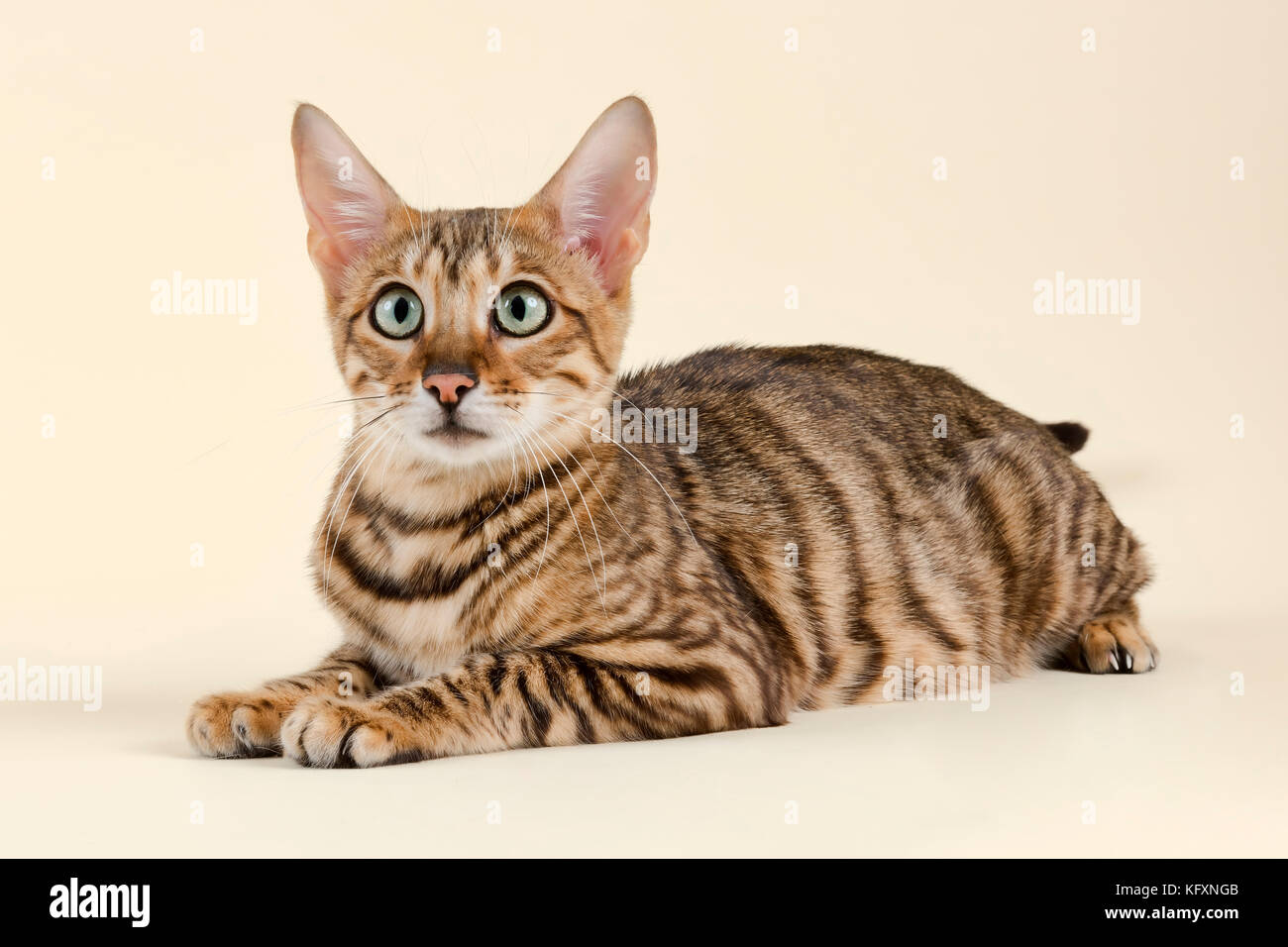 Breedcat toyger felis silvestris catus Fotos und Bildmaterial in hoher Auflösung Alamy