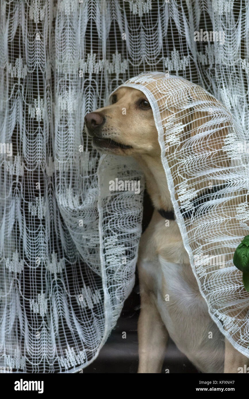 Hund schaut aus dem Fenster unter einem Vorhang, Bayern, Deutschland Stockfoto