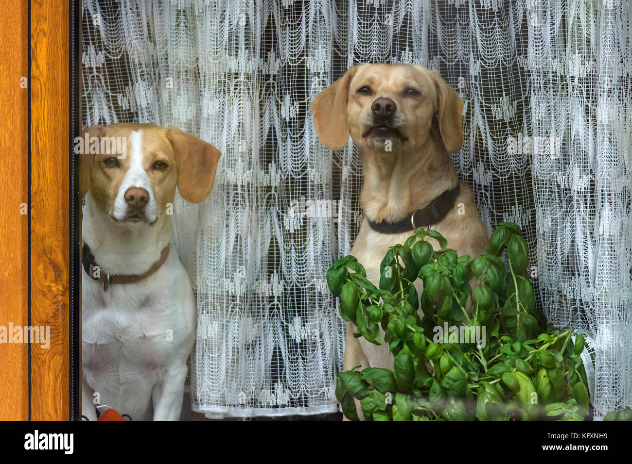 Hunde Blick aus dem Fenster vor einem Vorhang, Bayern, Deutschland Stockfoto