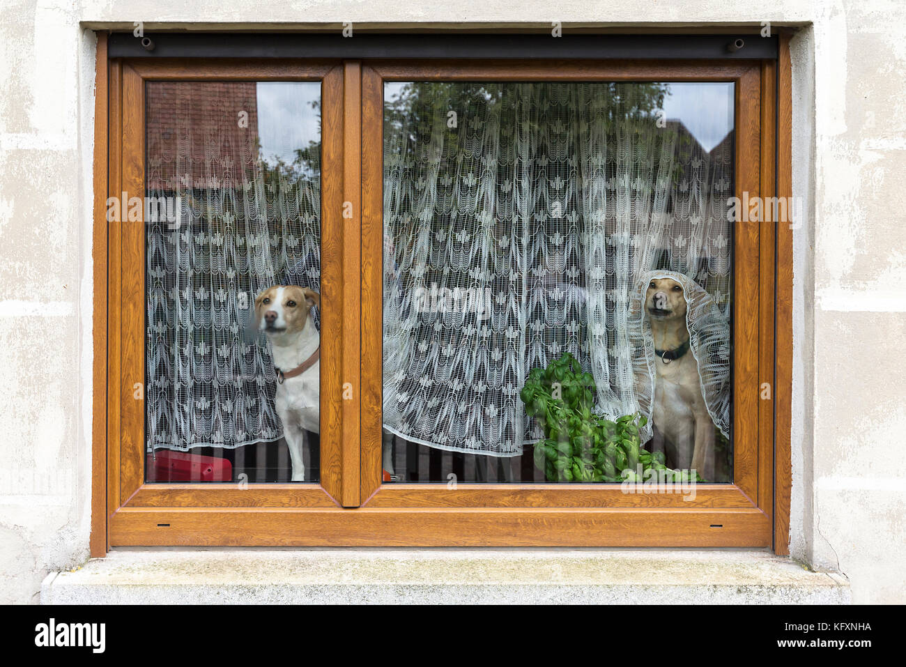 Hunde Blick aus dem Fenster vor einem Vorhang, Bayern, Deutschland Stockfoto