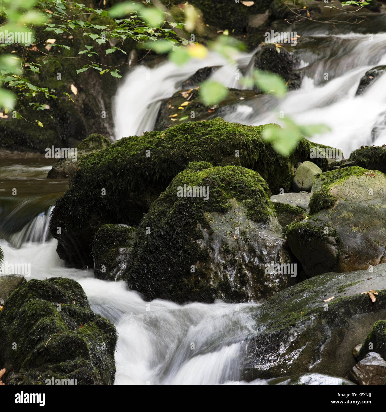 Moss-capped Wasser erodiert Felsbrocken in Stockghyll Beck, Ambleside, Cumbria, Großbritannien Stockfoto