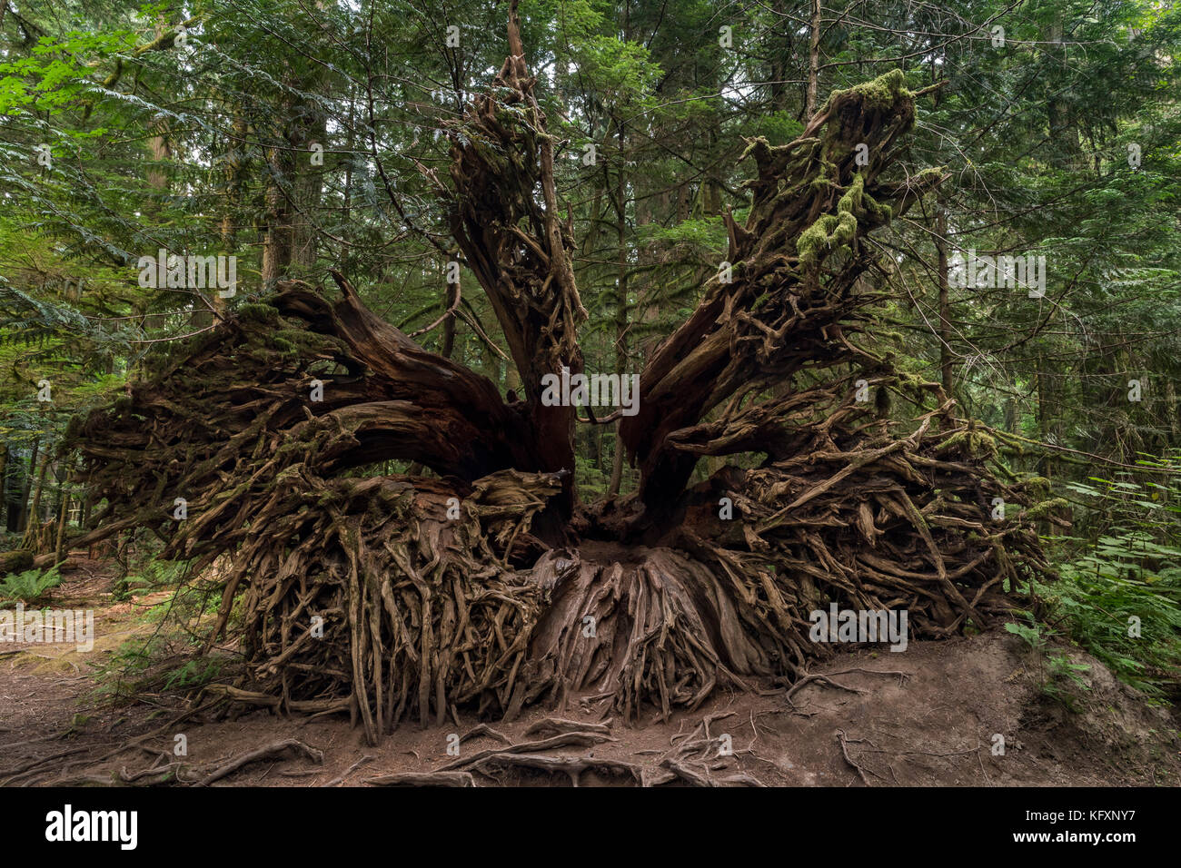 Cathedral Grove, Pacific Rim National Park, Vancouver Island, British Columbia, Kanada Stockfoto