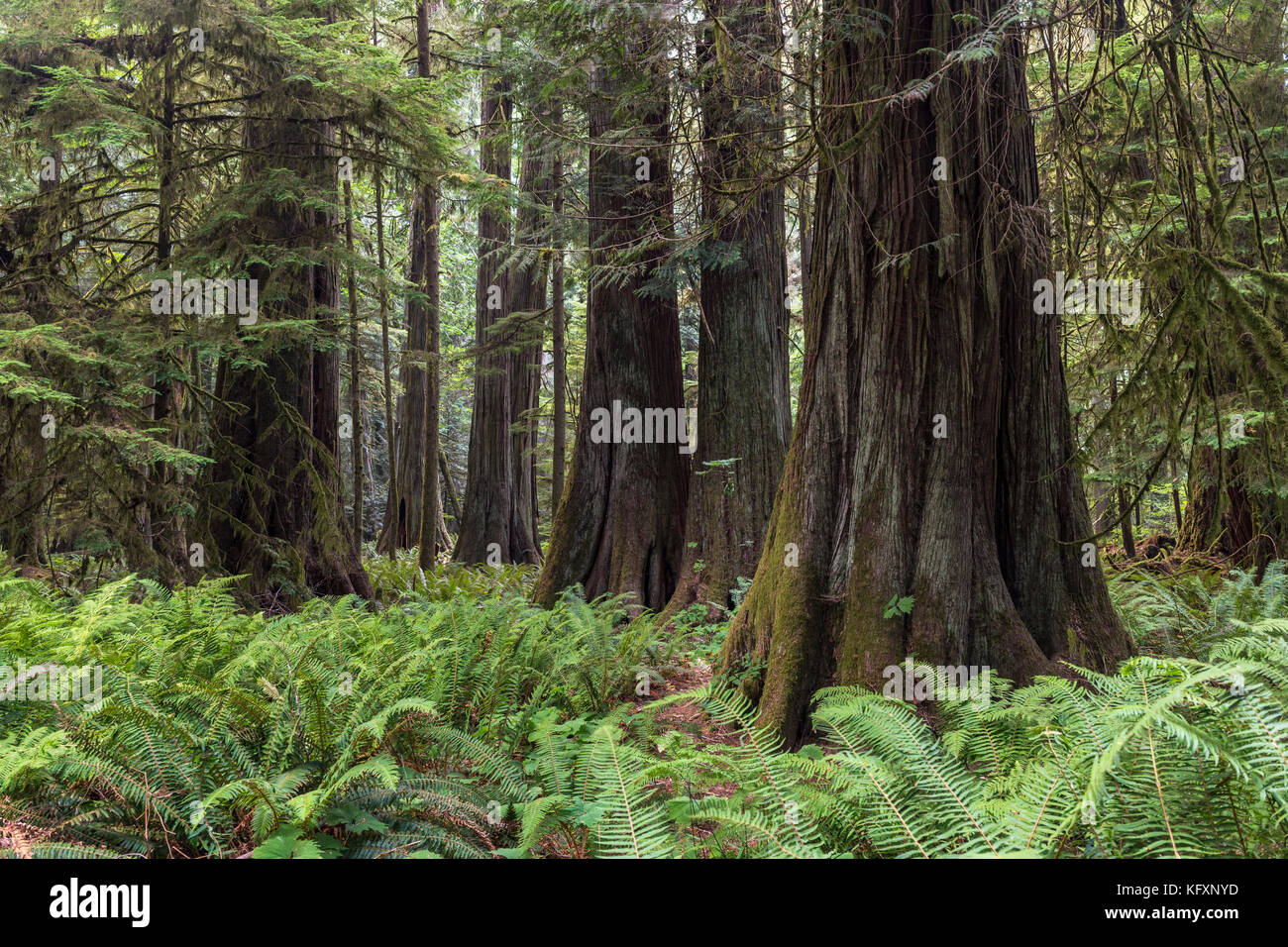 Cathedral Grove, Pacific Rim National Park, Vancouver Island, British Columbia, Kanada Stockfoto