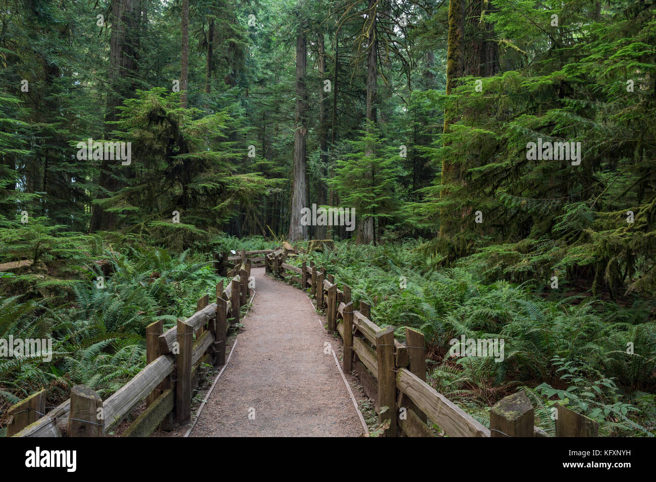 Cathedral Grove, Pacific Rim National Park, Vancouver Island, British Columbia, Kanada Stockfoto