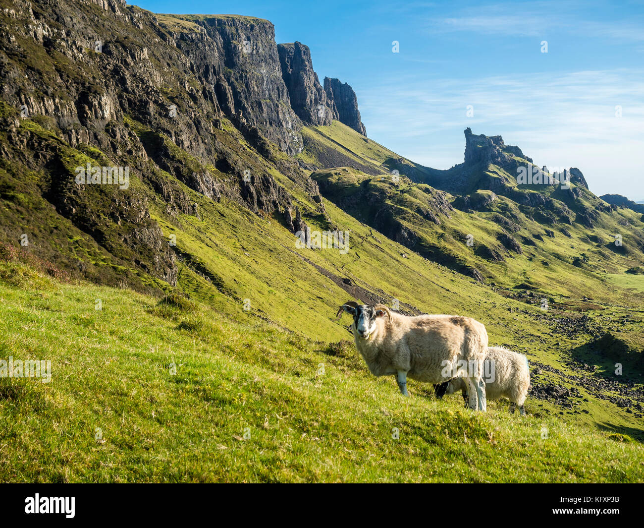 Schafe in der Nähe von quiraing, Nationalpark Isle of Skye, Schottland, Großbritannien Stockfoto