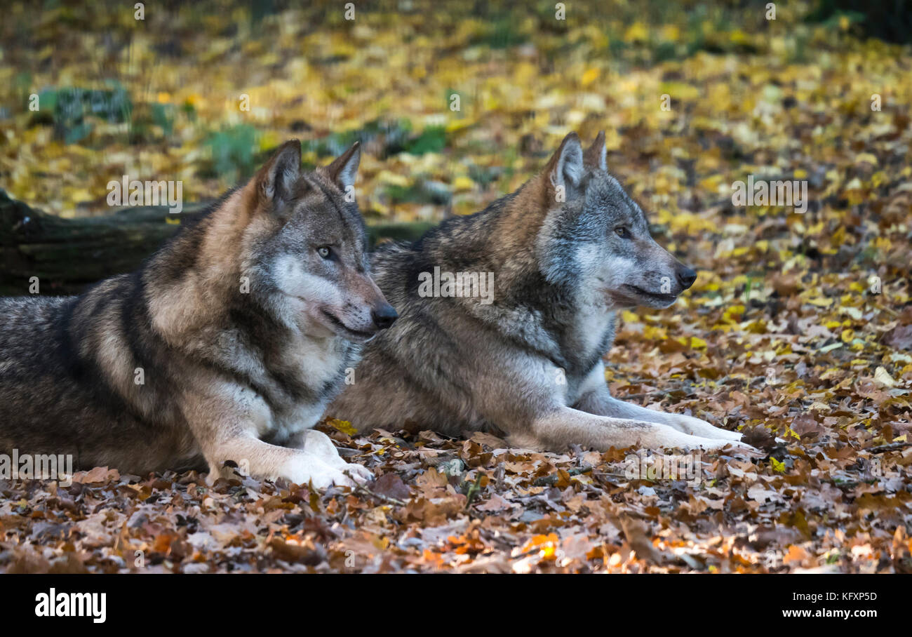 Zwei liegend grau Wölfe (Canis lupus) im Herbst Blätter, Porträt, Captive, Deutschland Stockfoto