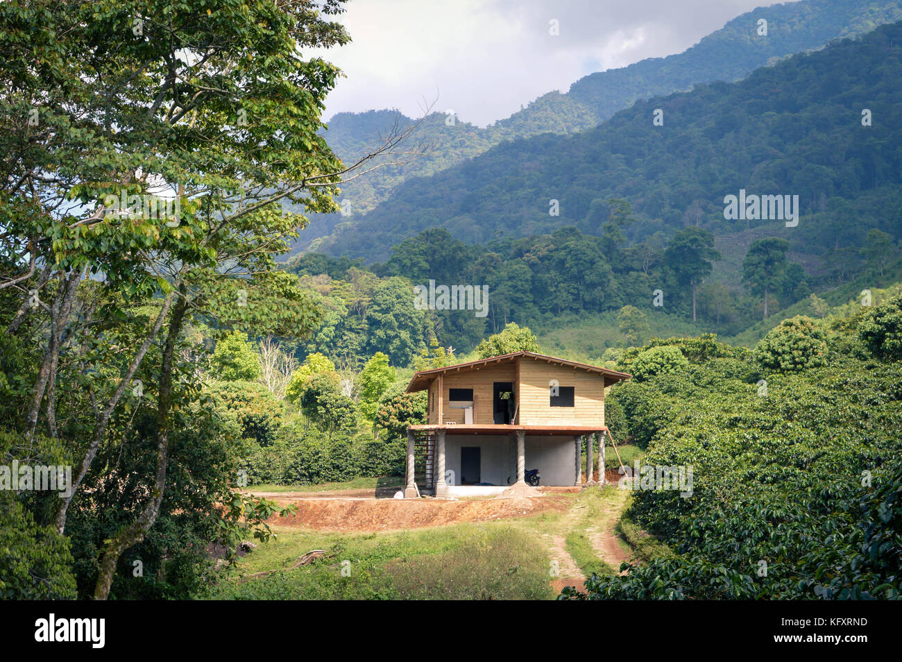 Schöne Landschaft von kaffeeplantagen mit der Santa Barbara Berge im Hintergrund. Honduras, Mittelamerika Stockfoto