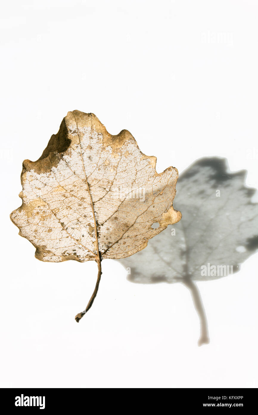 Goldene Skelett Blatt mit seinem Schatten - auf weißem Hintergrund Stockfoto