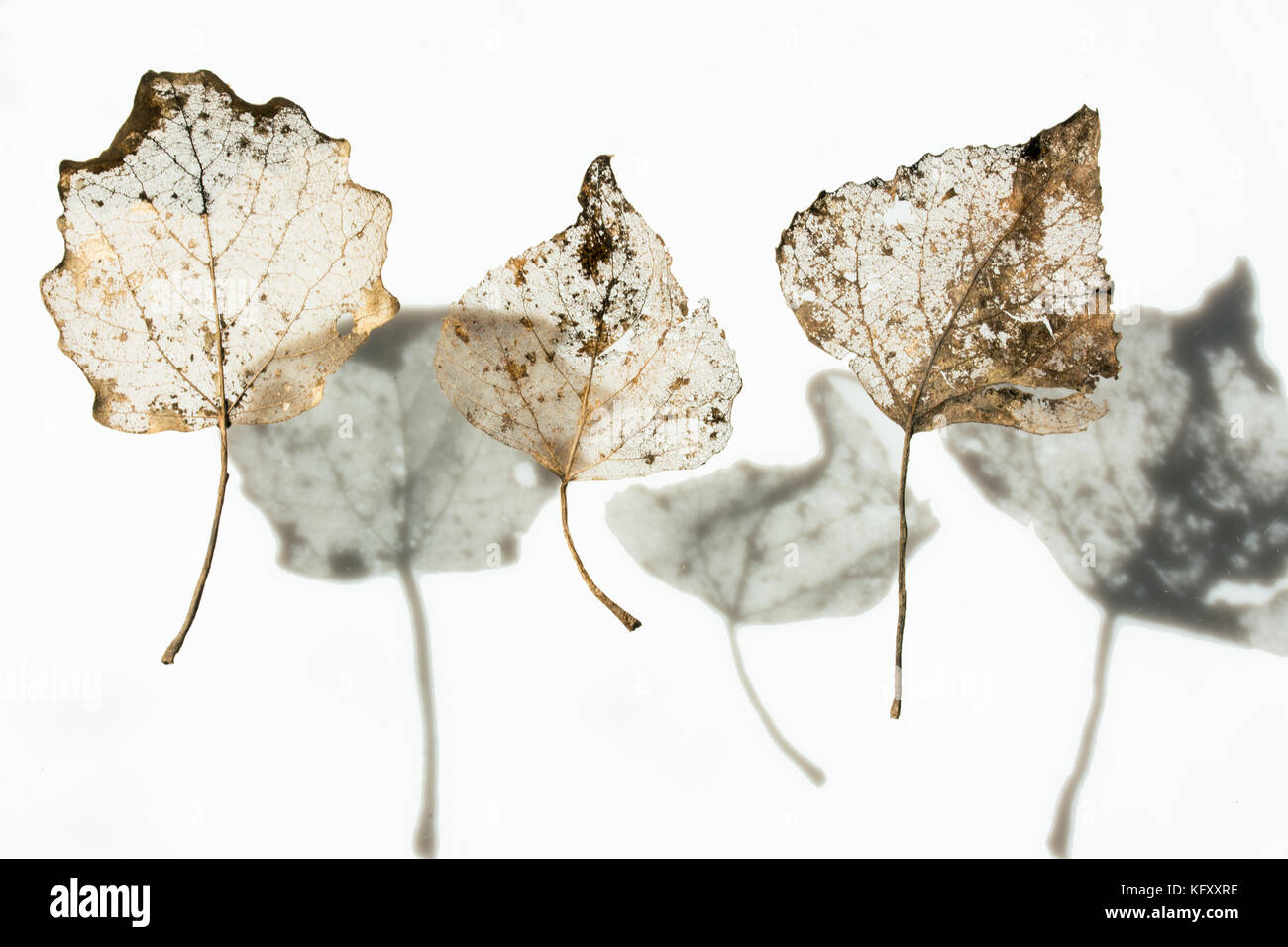 Drei Skelett Blätter mit ihren Schatten auf weißem Hintergrund Stockfoto
